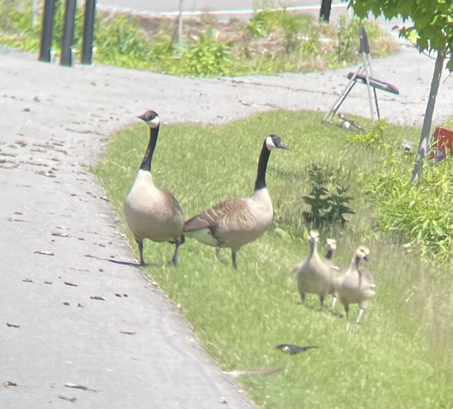Canada Goose - ML642890278