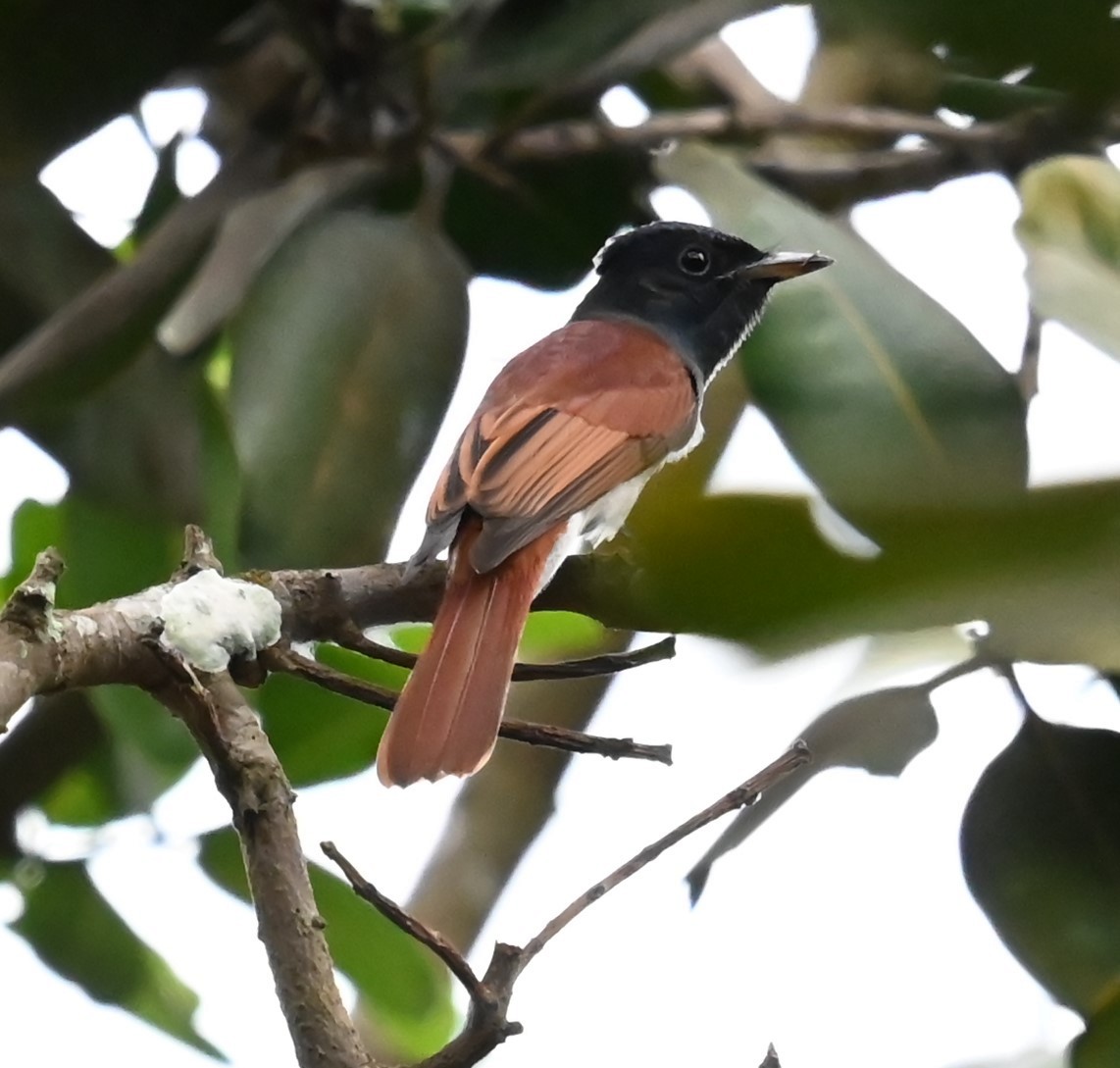 Amur Paradise-Flycatcher - ML642890285