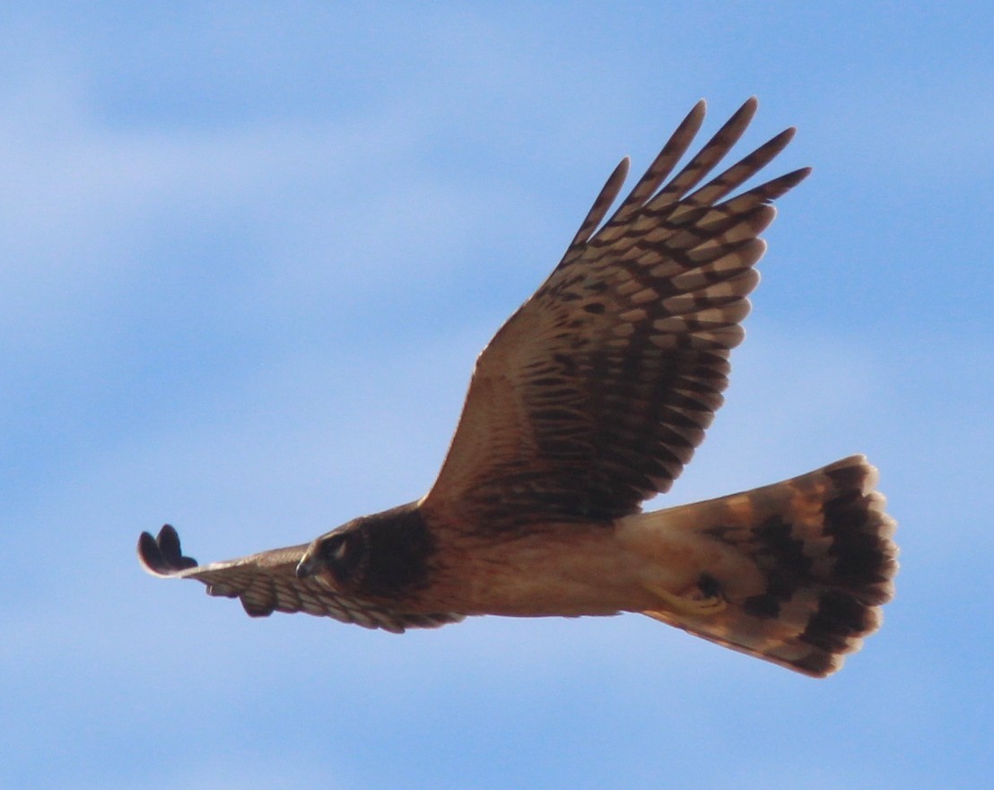 Northern Harrier - ML642890286