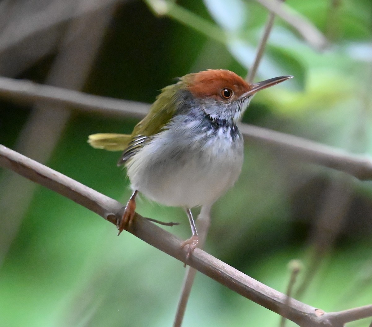 Dark-necked Tailorbird - ML642890297