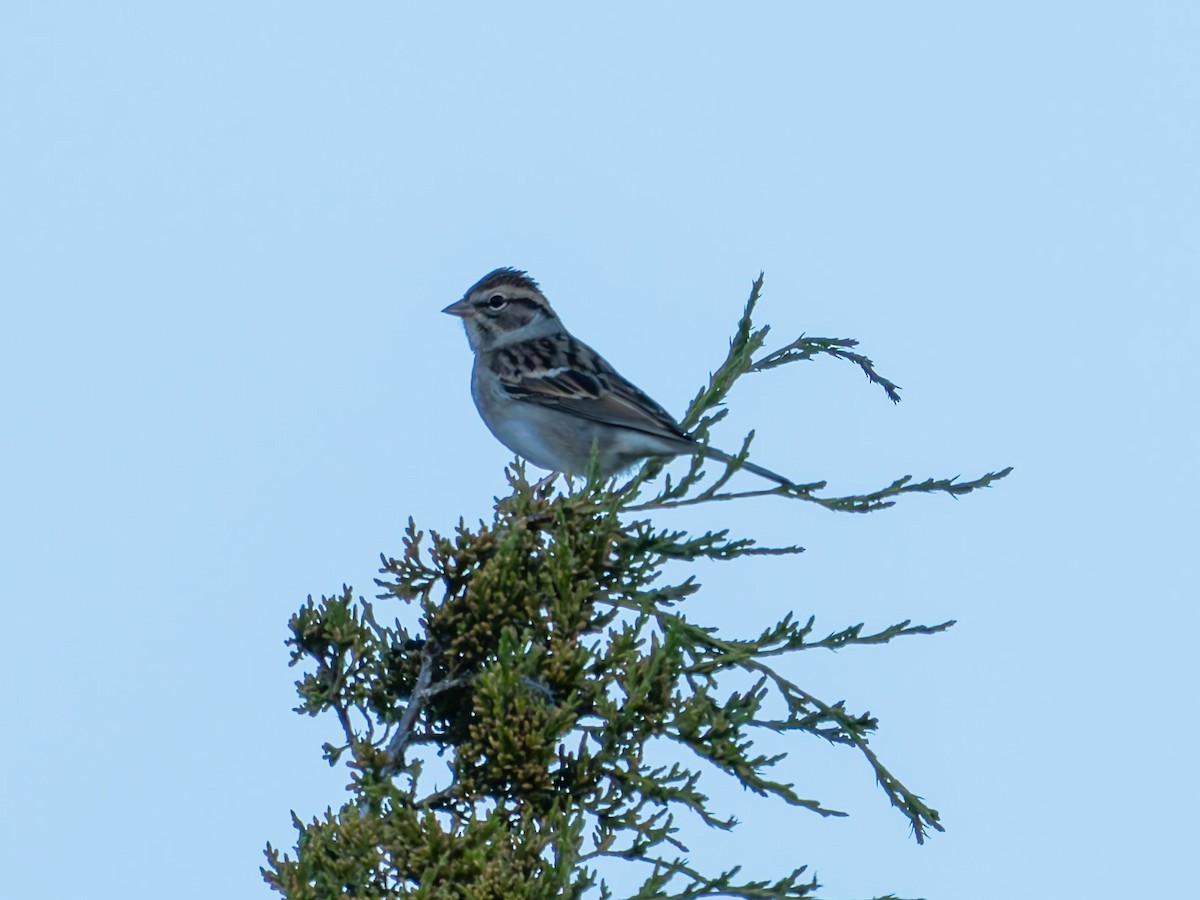 Chipping Sparrow - ML642890298