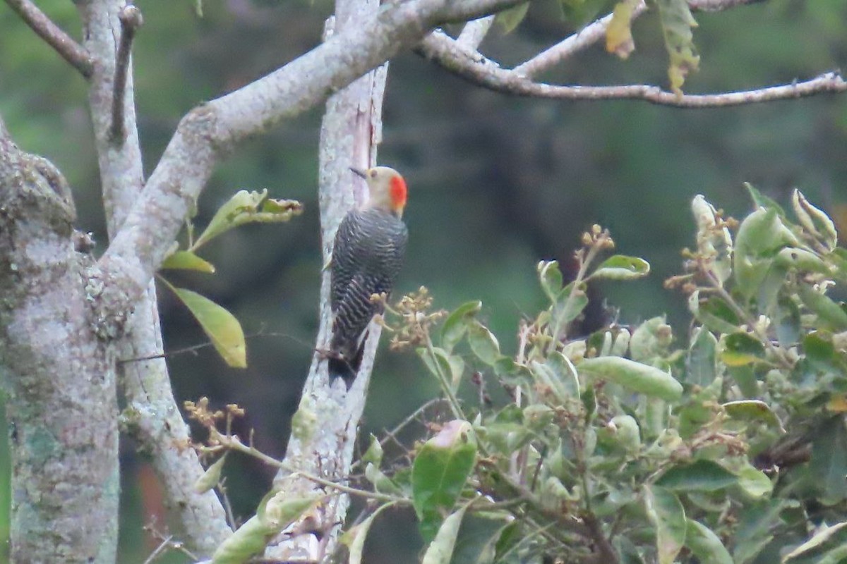 Golden-fronted Woodpecker - ML642890304