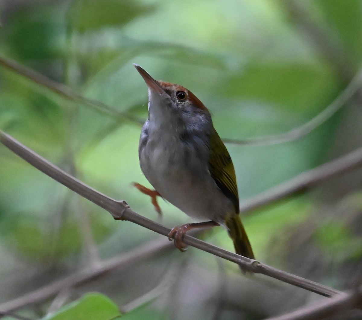 Dark-necked Tailorbird - ML642890305
