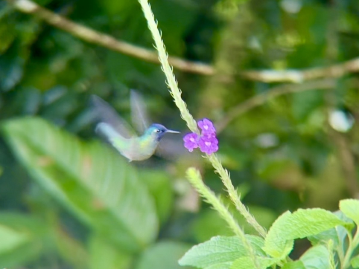 Violet-headed Hummingbird - ML642890306