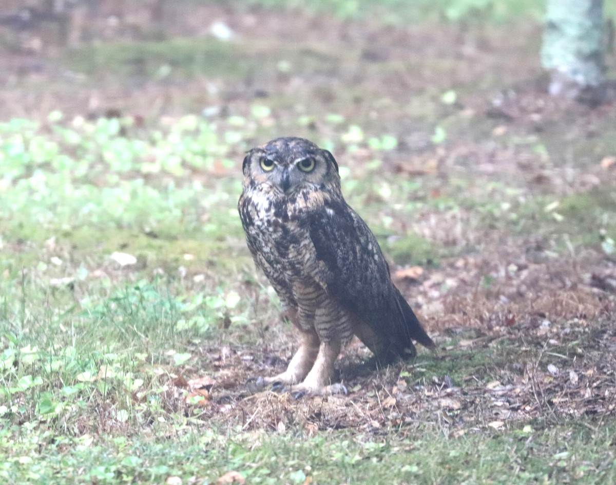 Great Horned Owl - ML642890311