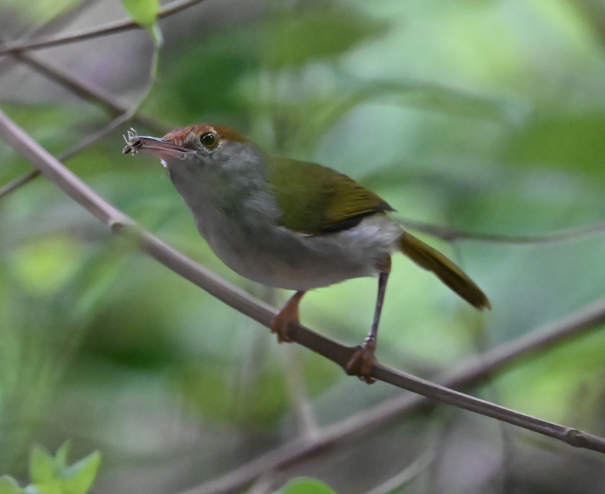 Dark-necked Tailorbird - ML642890318