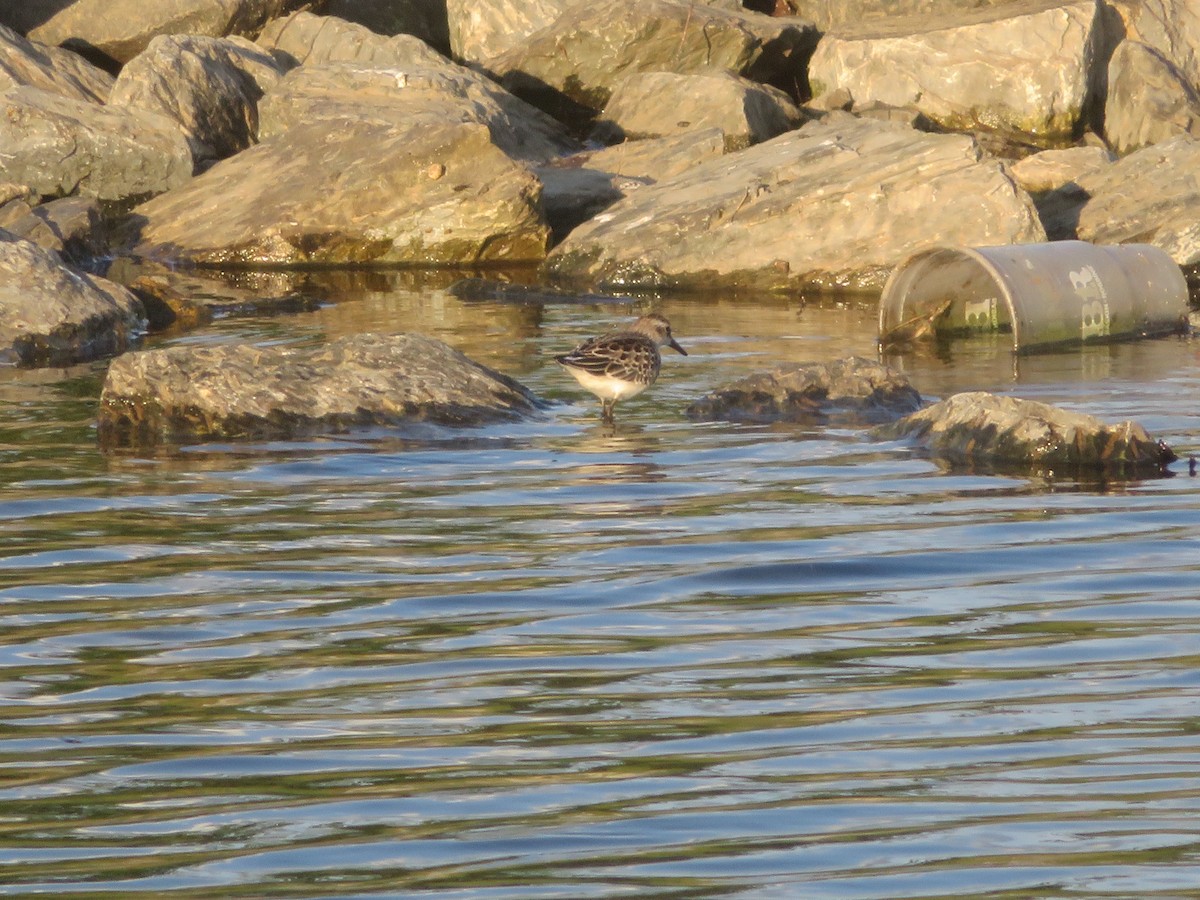 Semipalmated Sandpiper - ML642890319