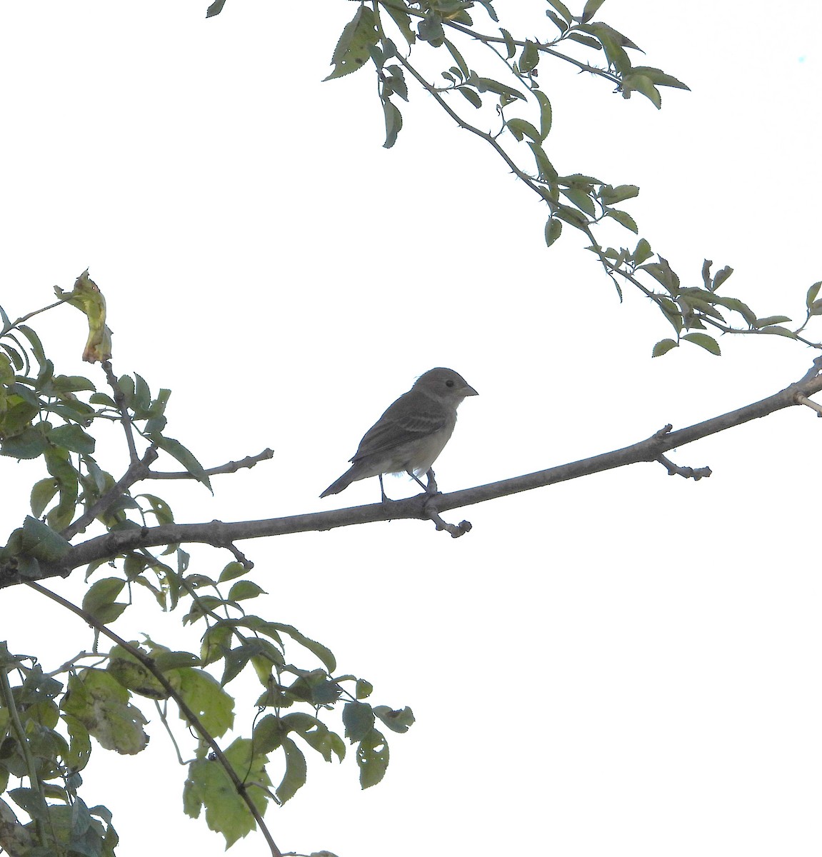 Indigo Bunting - ML642890322