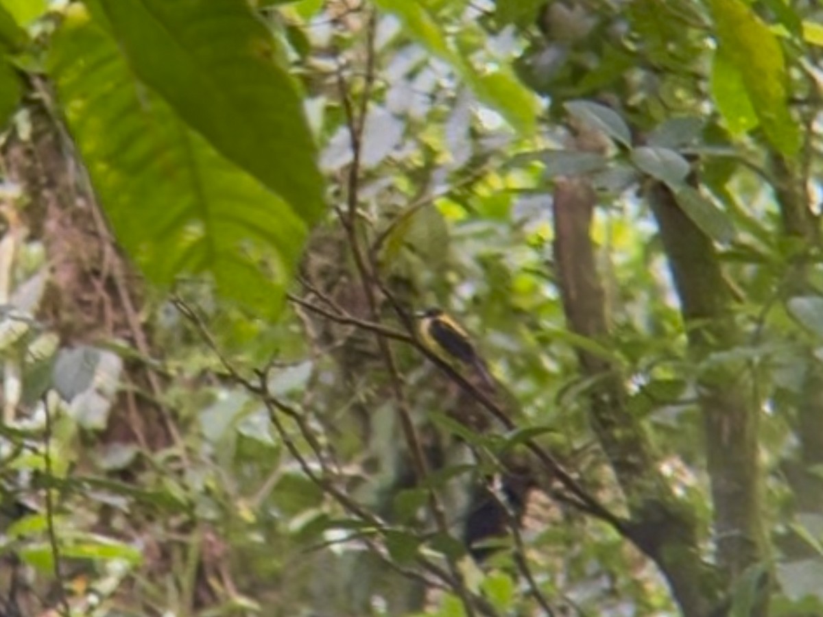 White-throated Shrike-Tanager - ML642890323