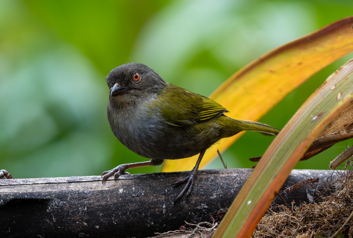Dusky Chlorospingus - ML642890325