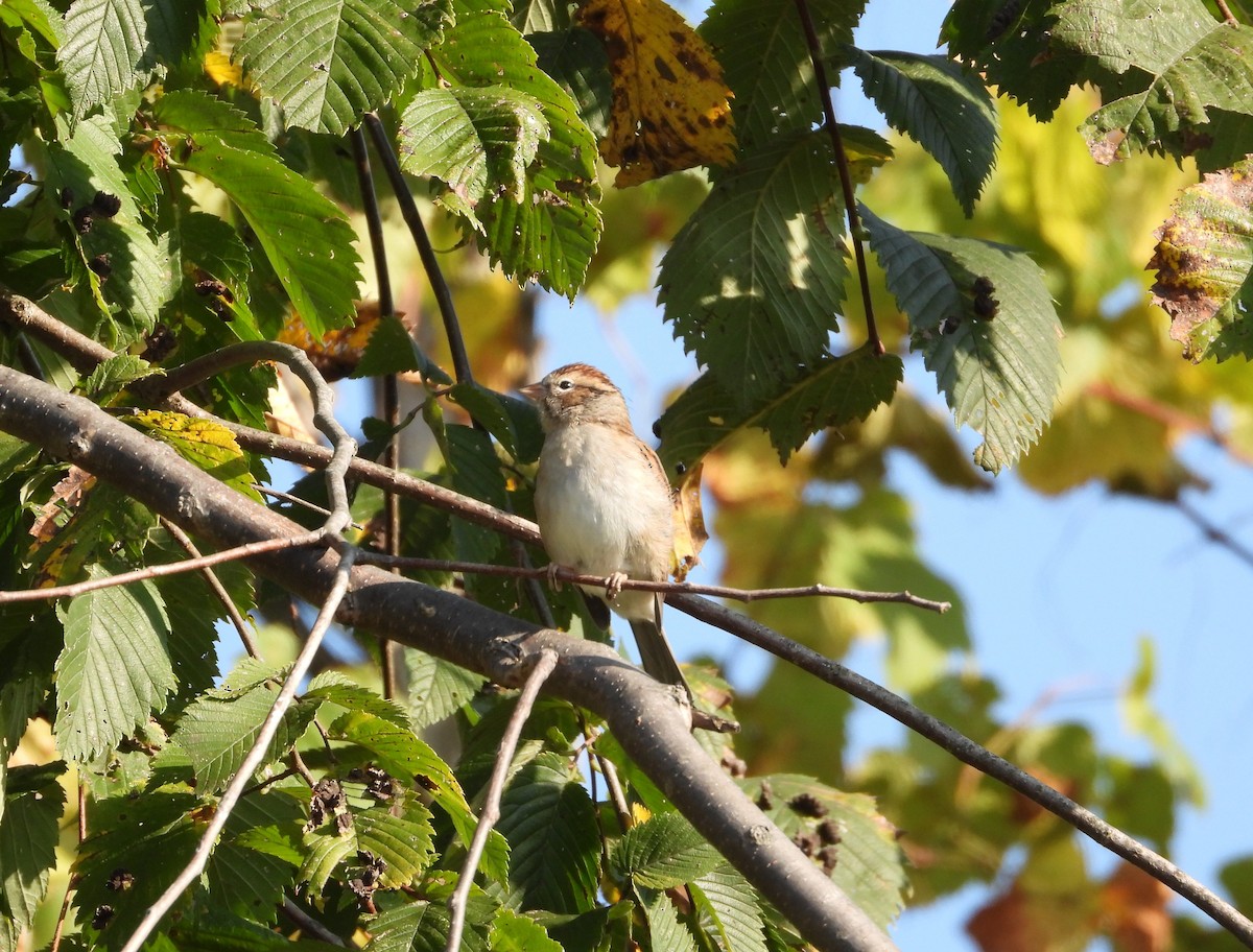 Chipping Sparrow - ML642890332