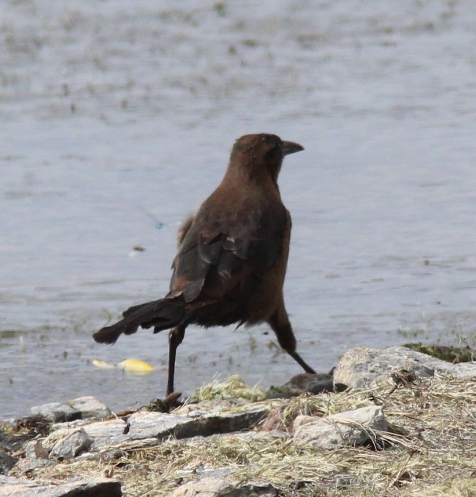 Great-tailed Grackle - ML642890340