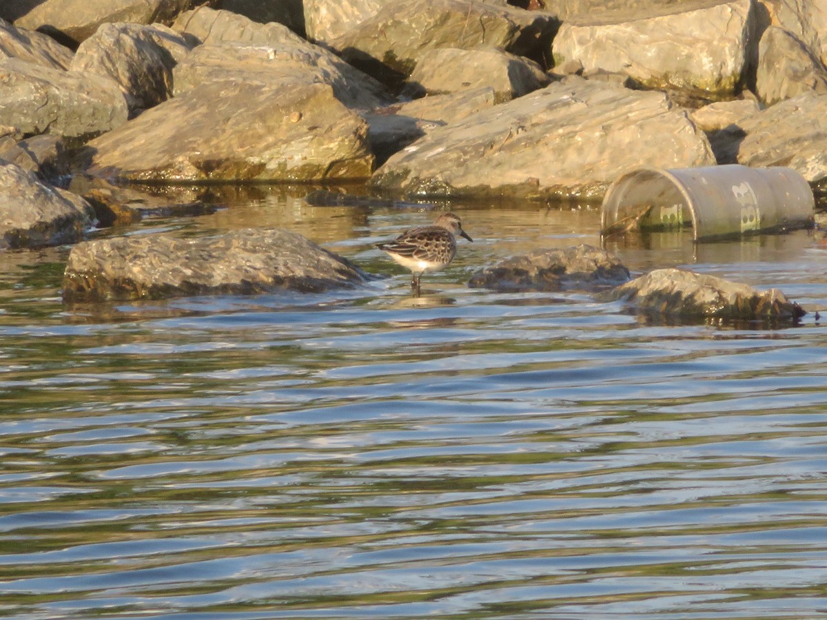 pygmésnipe - ML642890341