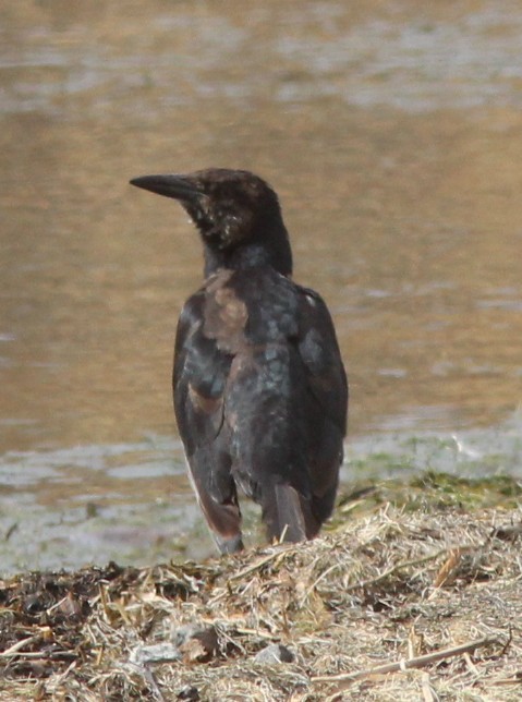 Great-tailed Grackle - ML642890345