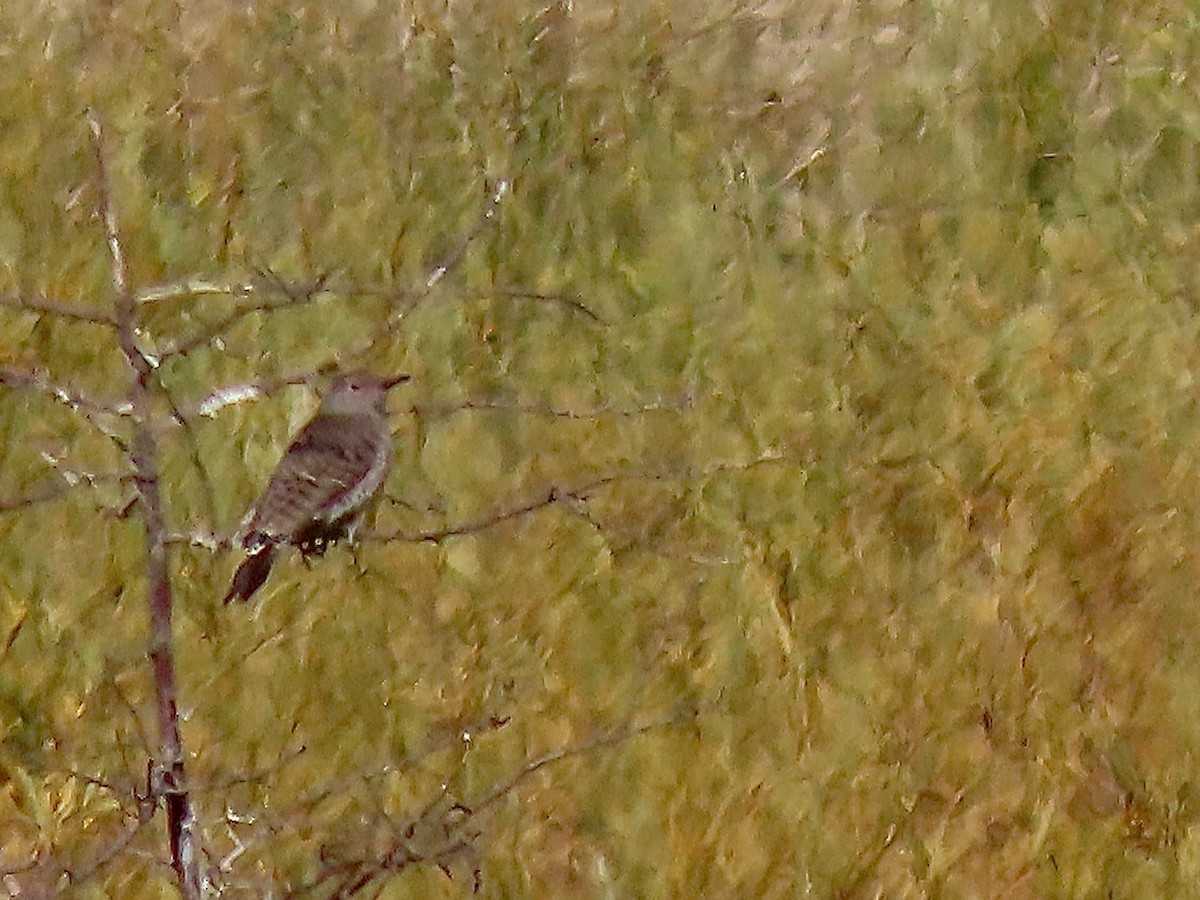Northern Flicker - ML642890356