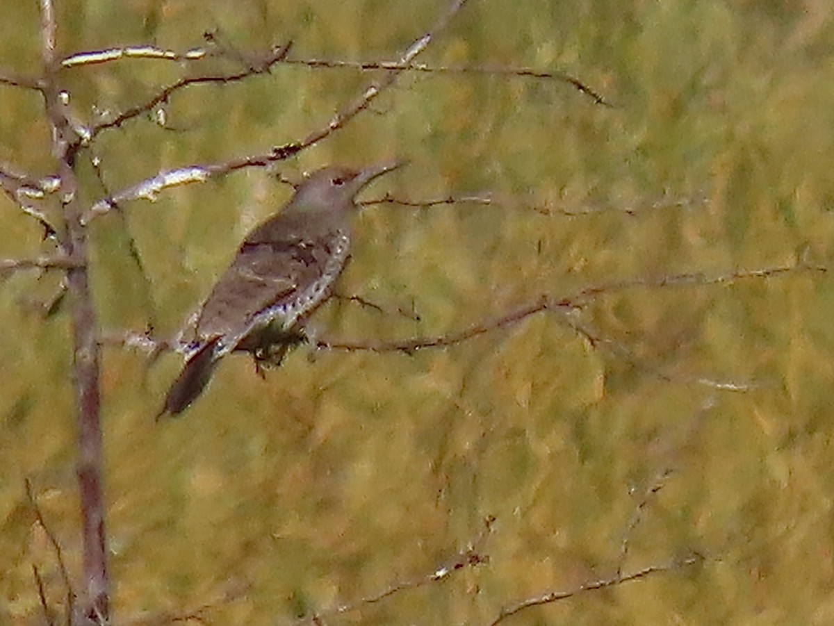 Northern Flicker - ML642890357