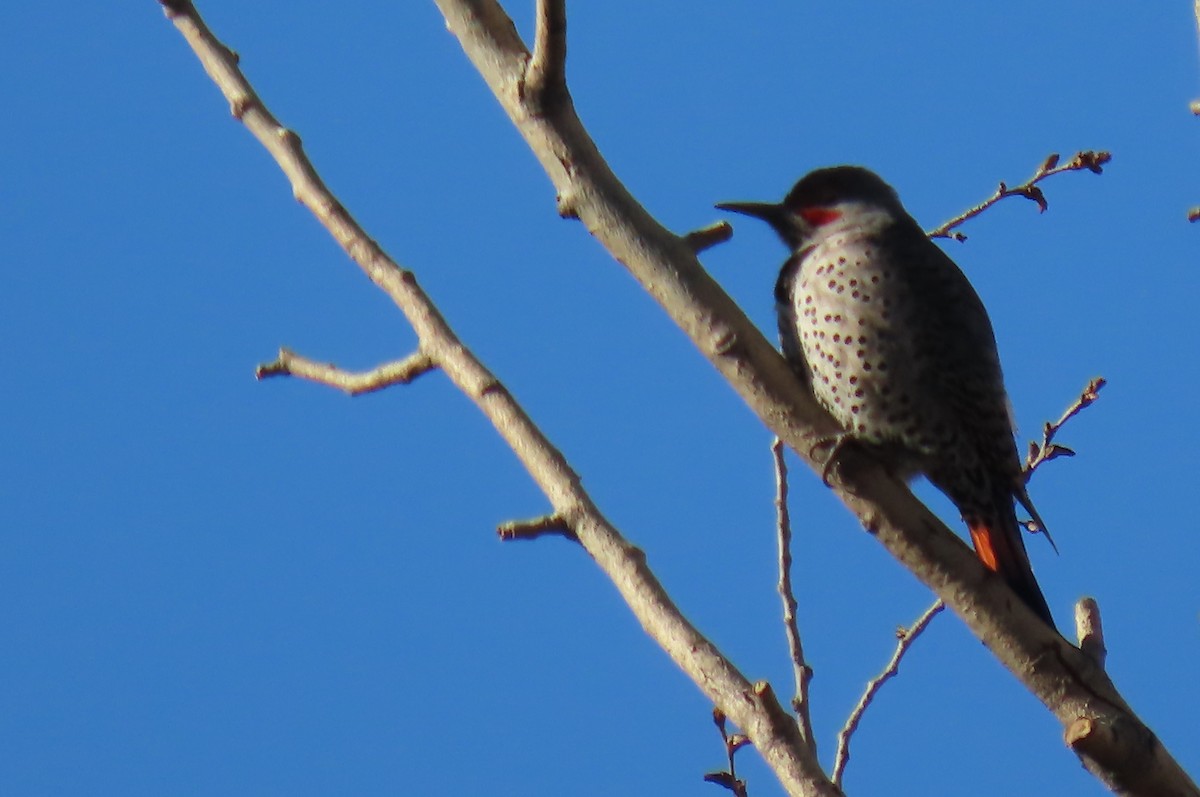 Northern Flicker - ML642890359