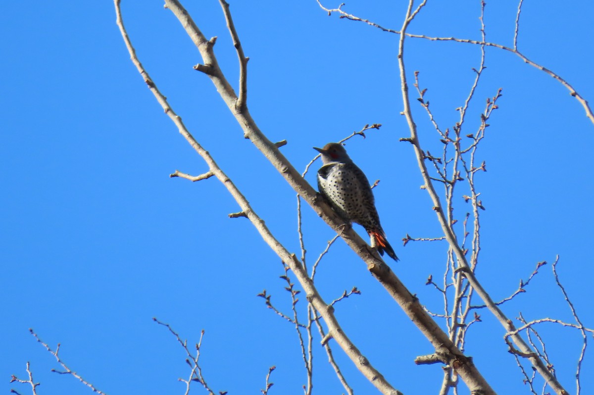 Northern Flicker - ML642890361