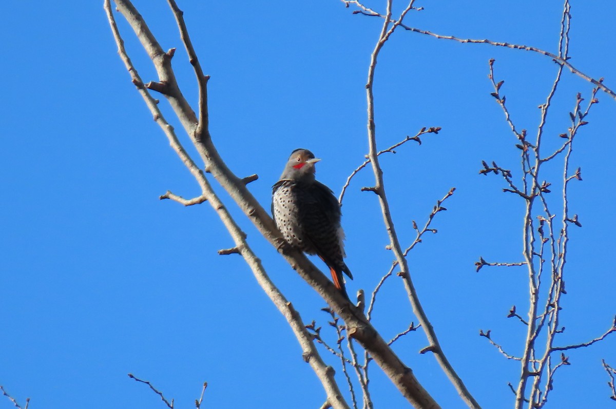 Northern Flicker - ML642890362