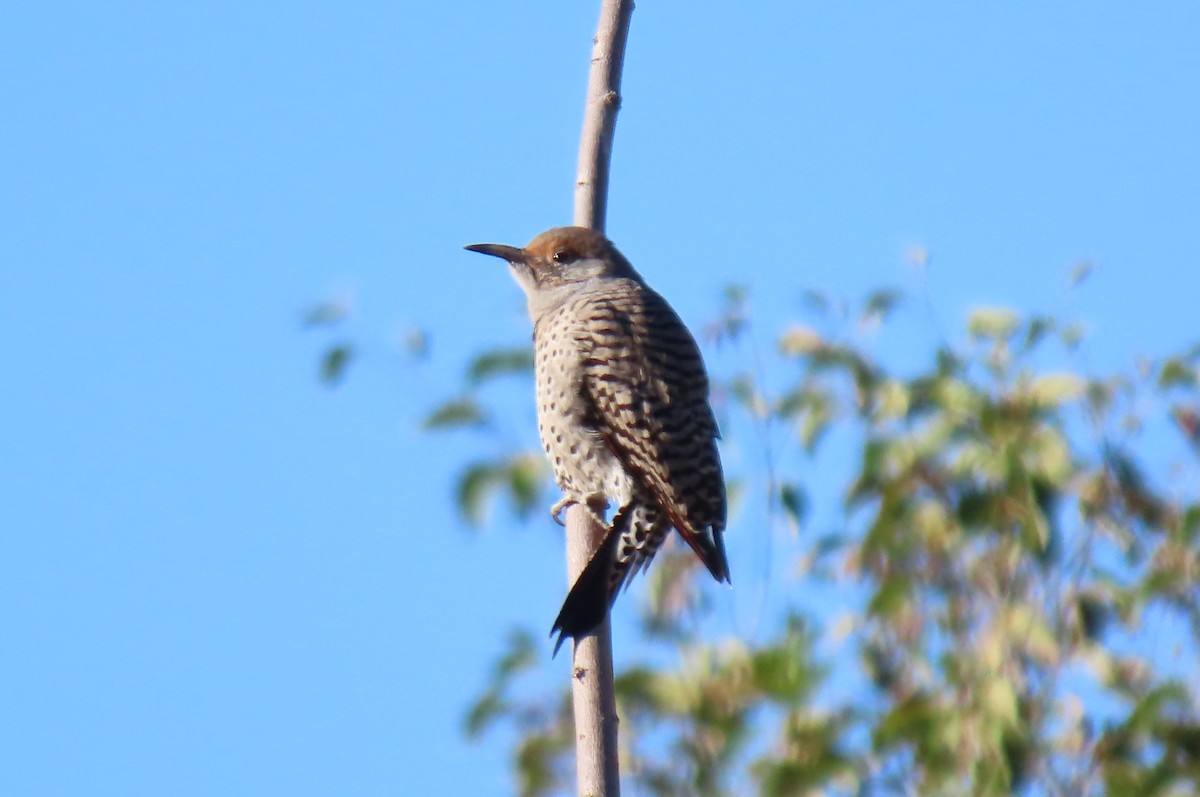 Northern Flicker - ML642890363
