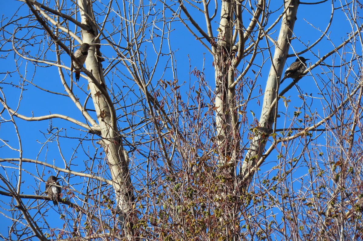 Northern Flicker - ML642890365