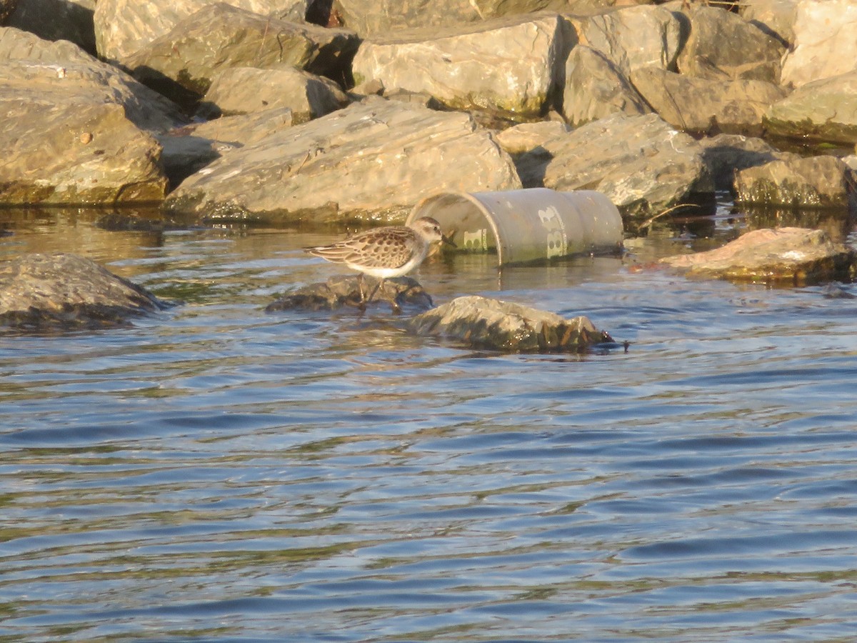 pygmésnipe - ML642890367