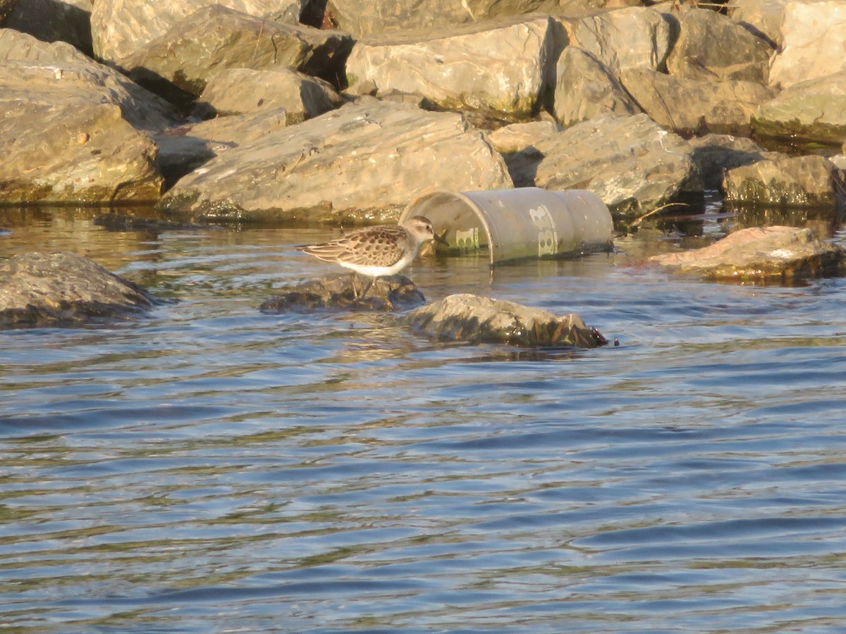 pygmésnipe - ML642890372