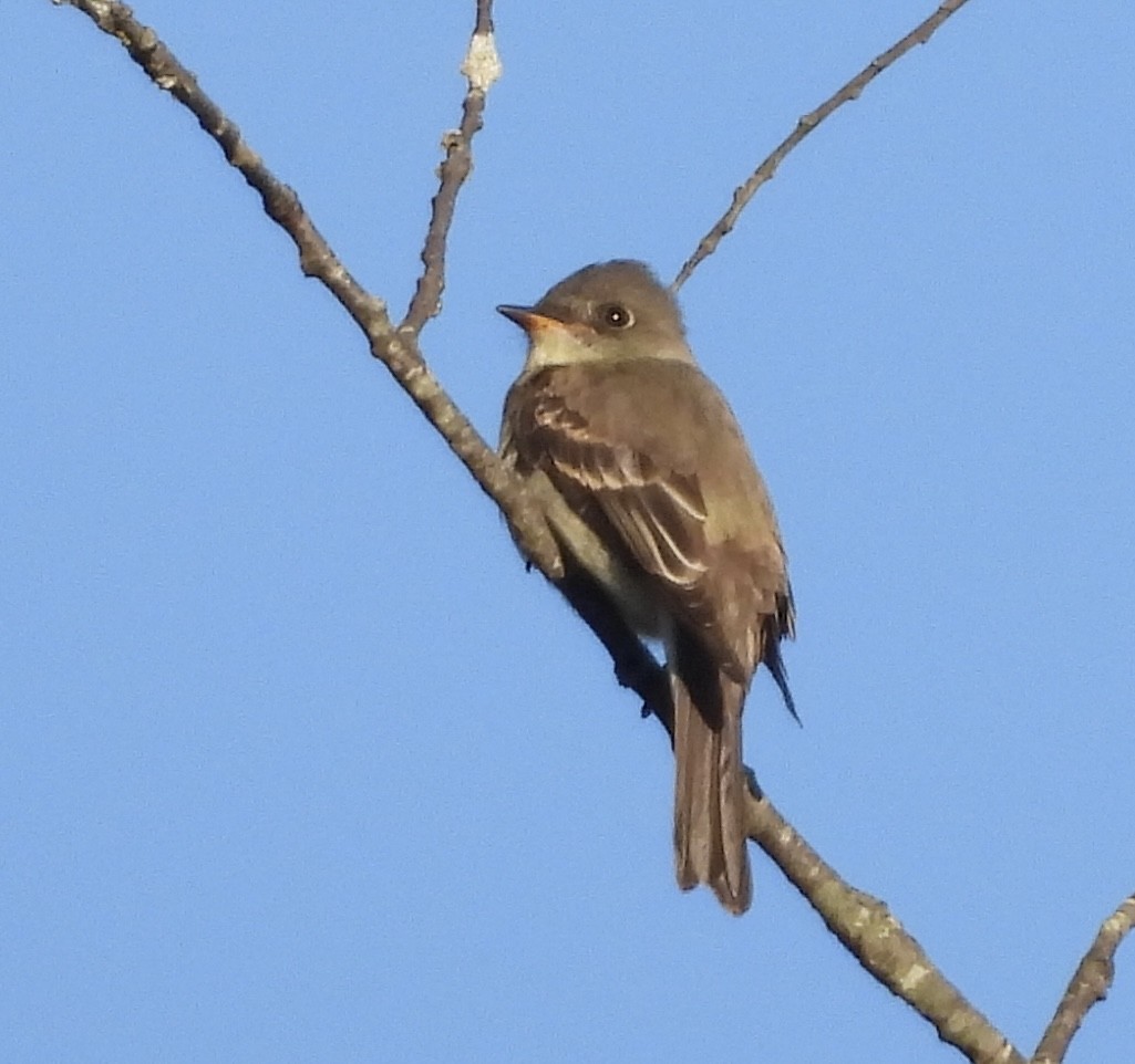 østpivi - ML642890376