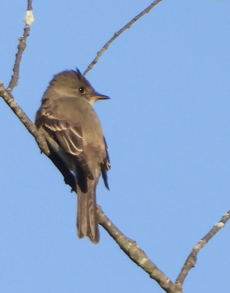 østpivi - ML642890377