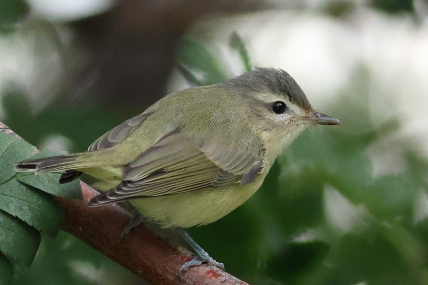 sangvireo - ML642890389