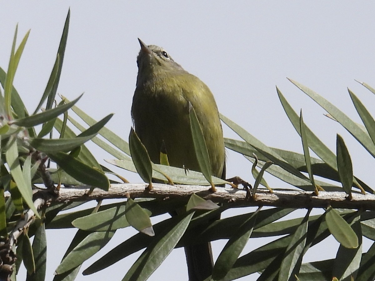 oransjekroneparula (celata/orestera) - ML642890390