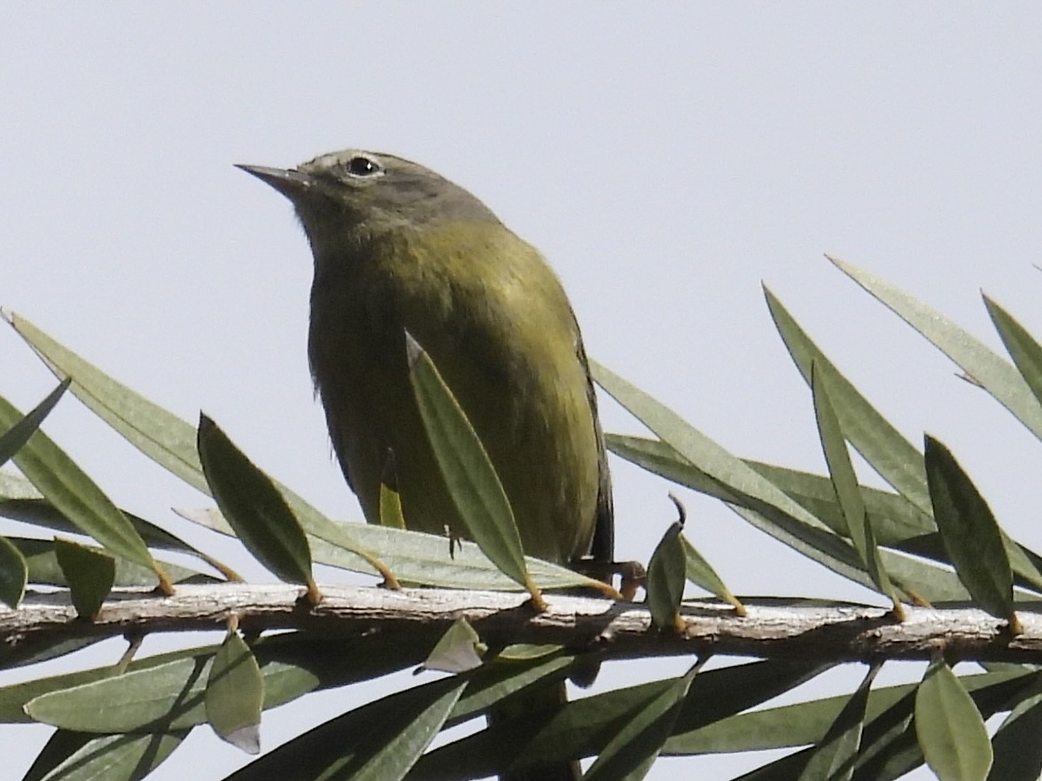 oransjekroneparula (celata/orestera) - ML642890391