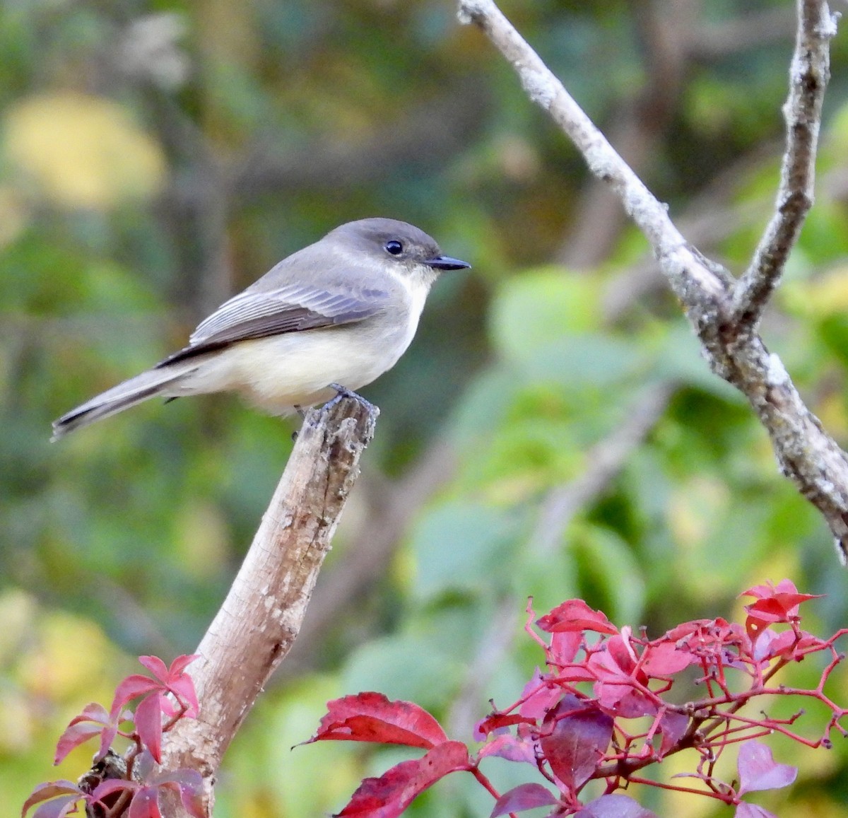 Eastern Phoebe - ML642890394
