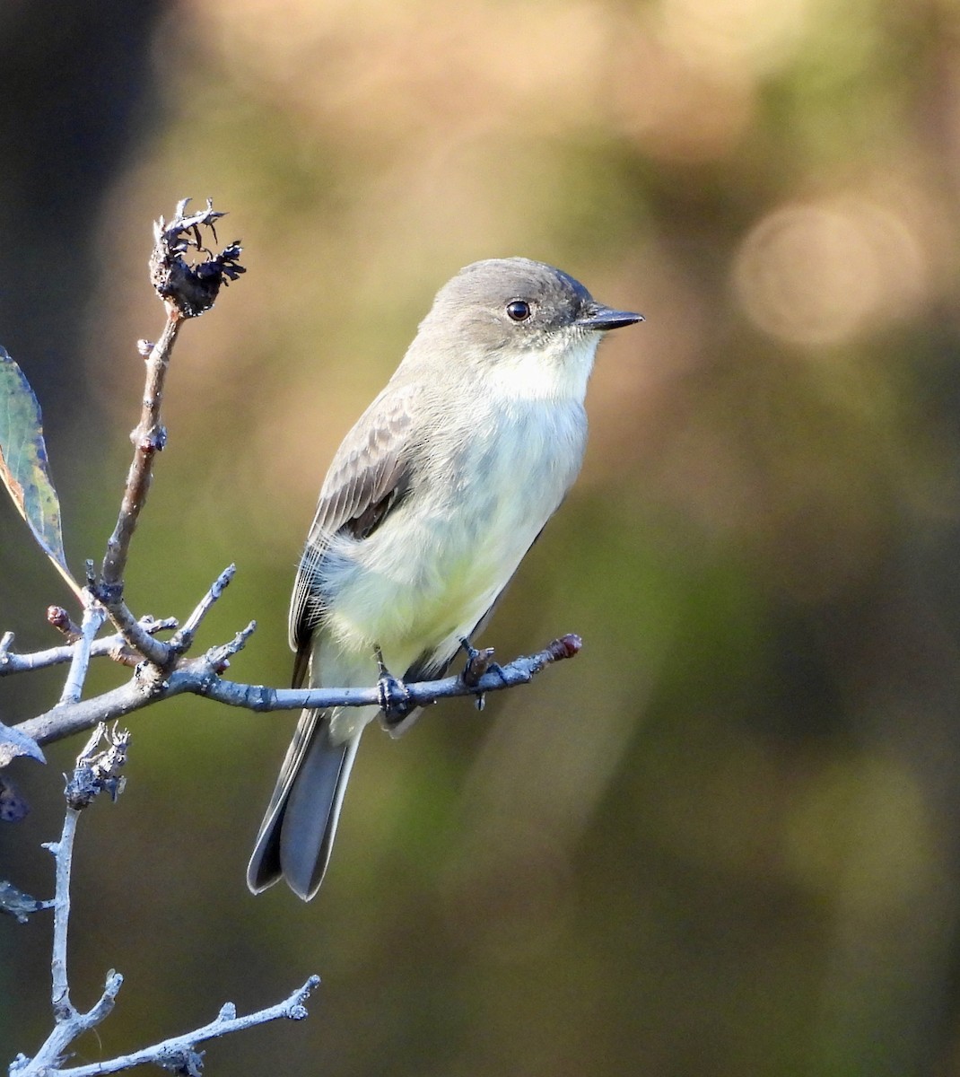Eastern Phoebe - ML642890395