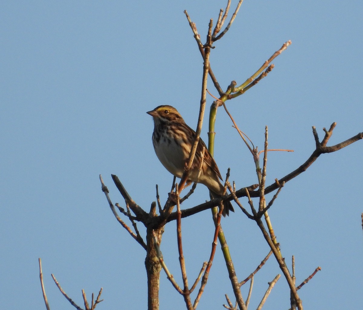 Savannah Sparrow - ML642890401