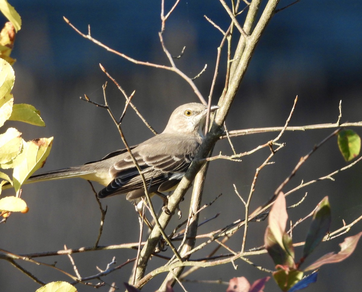 Northern Mockingbird - ML642890414