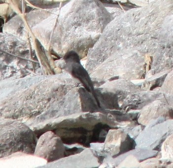 Black Phoebe - ML642890416