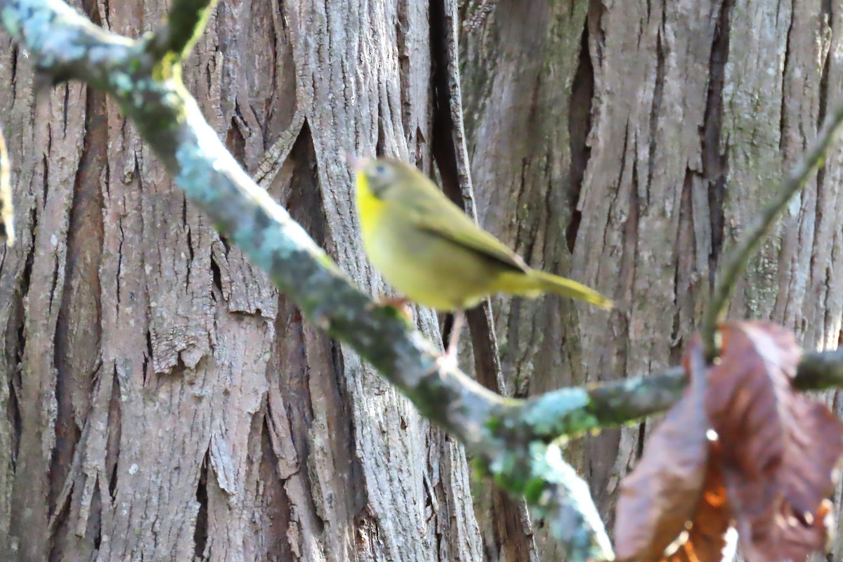 Common Yellowthroat - ML642890420