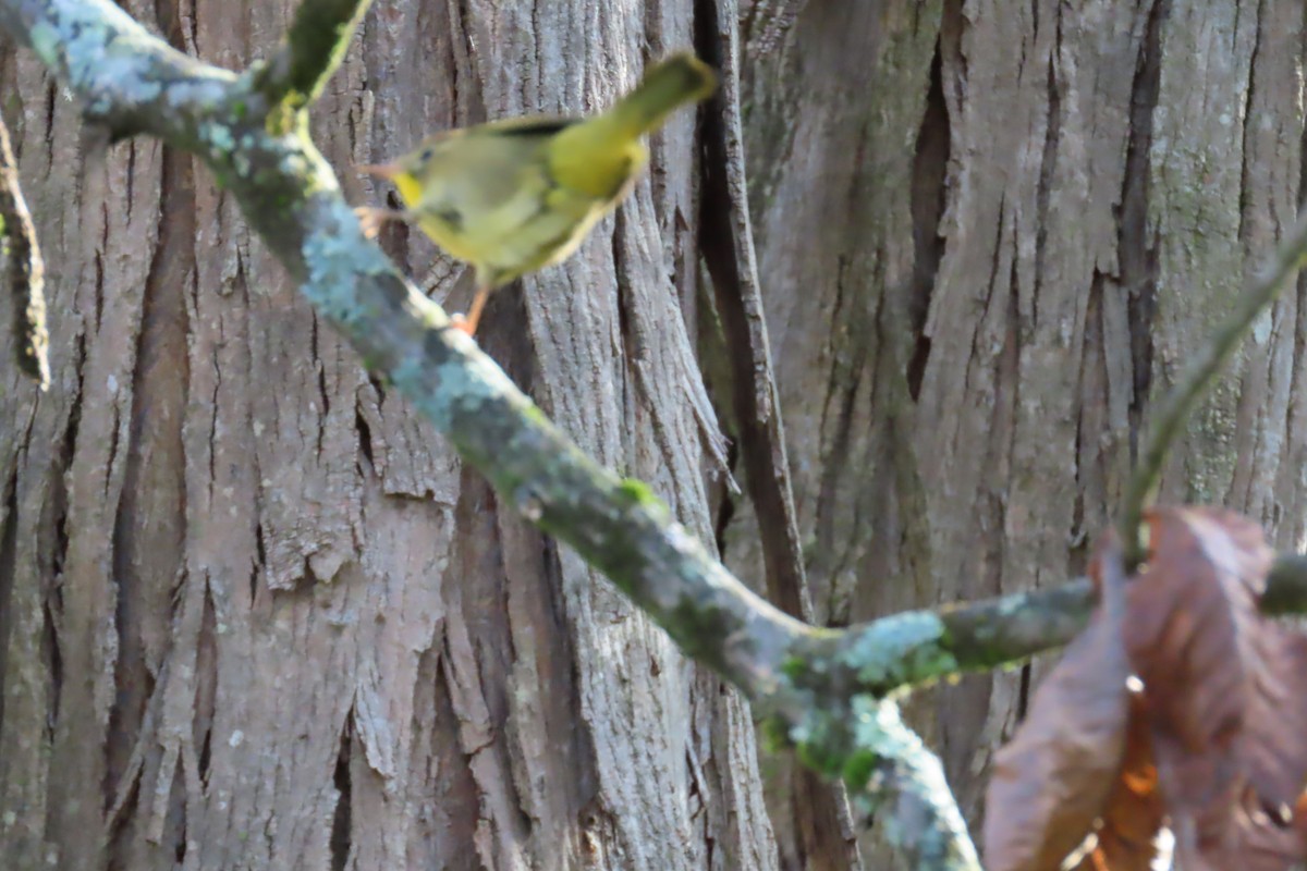 Common Yellowthroat - ML642890421