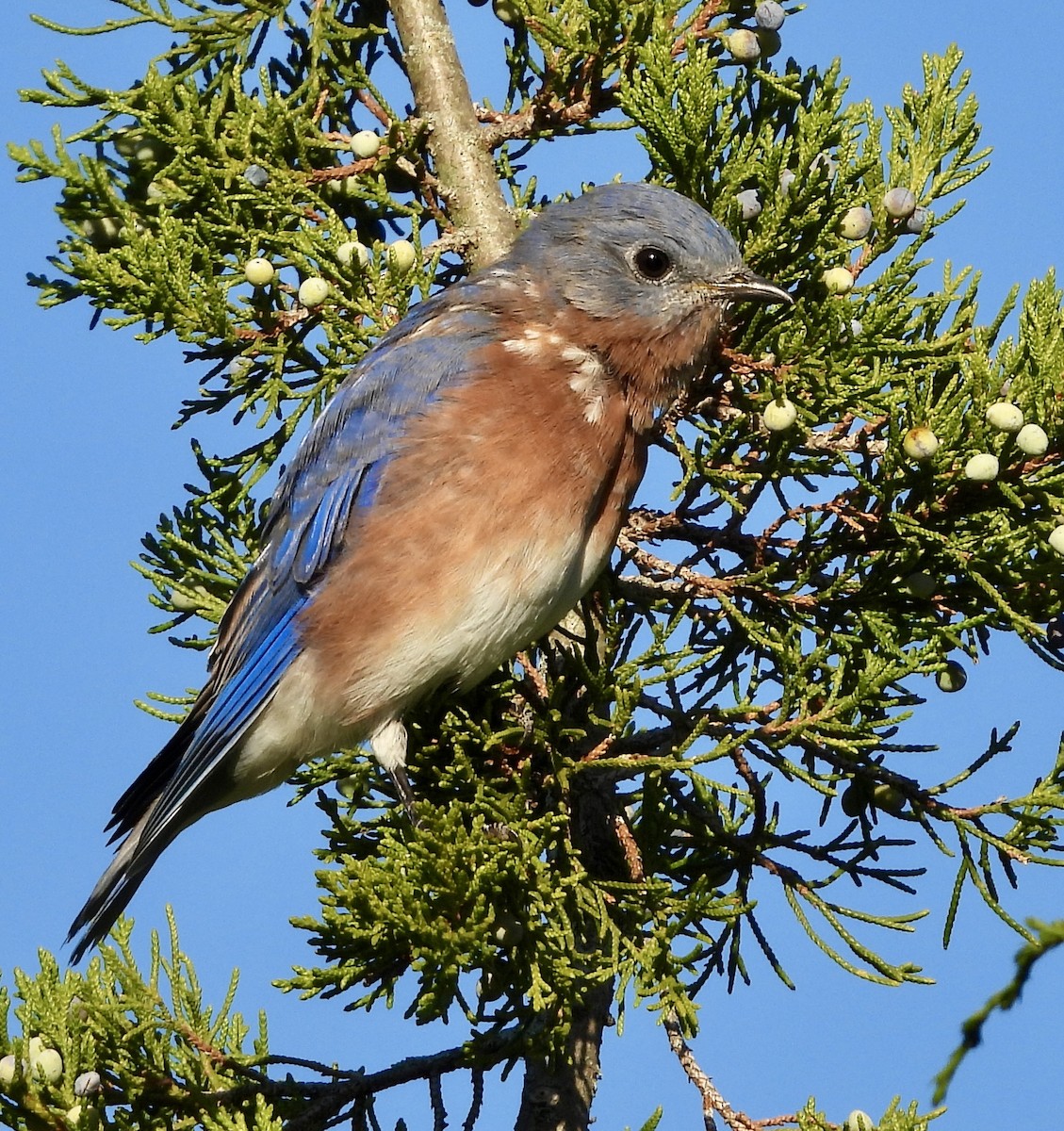 Eastern Bluebird - ML642890422