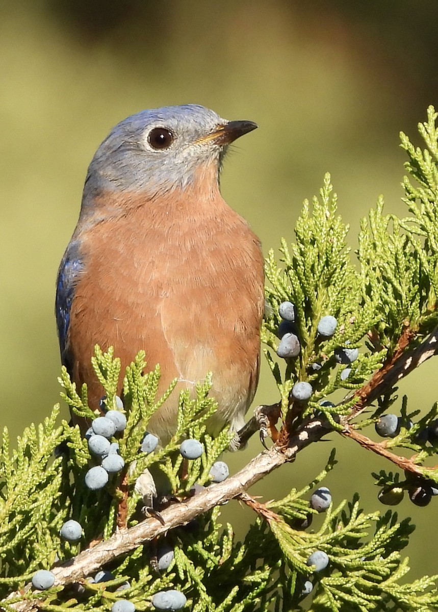Eastern Bluebird - ML642890423
