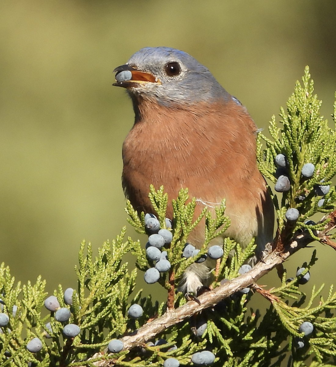 Eastern Bluebird - ML642890424