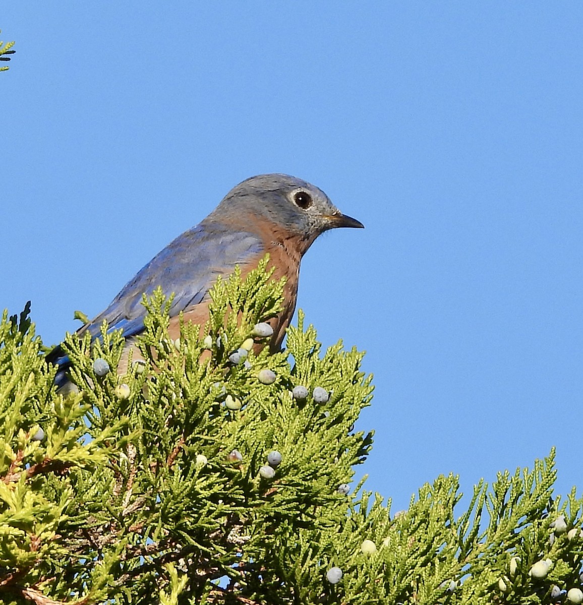 Eastern Bluebird - ML642890425