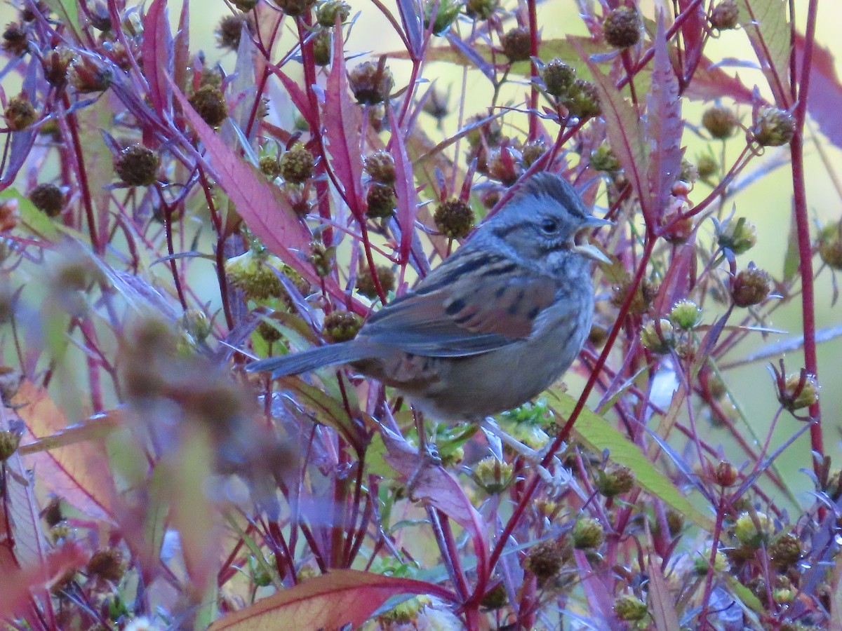 Swamp Sparrow - ML642890440