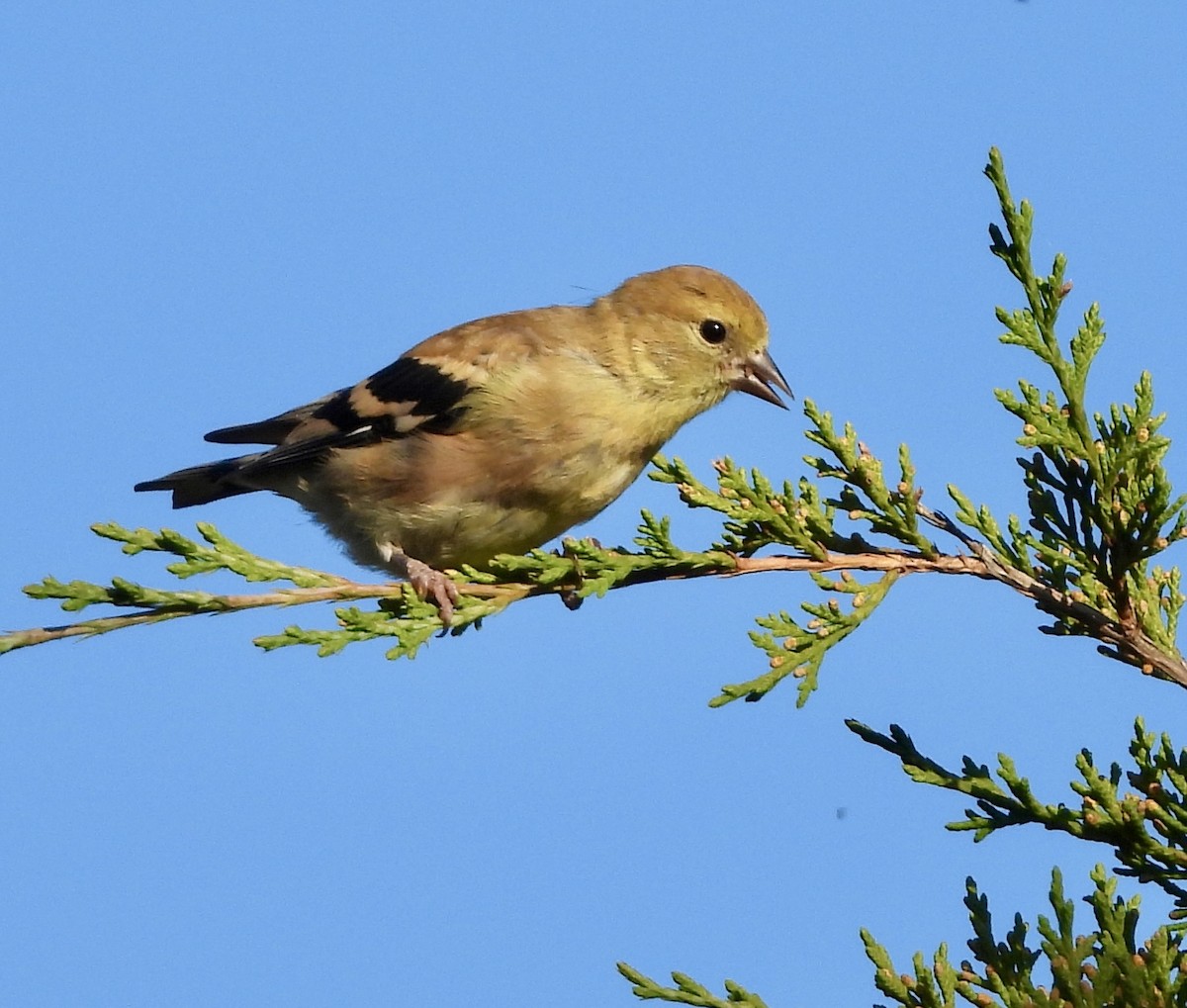 American Goldfinch - ML642890441