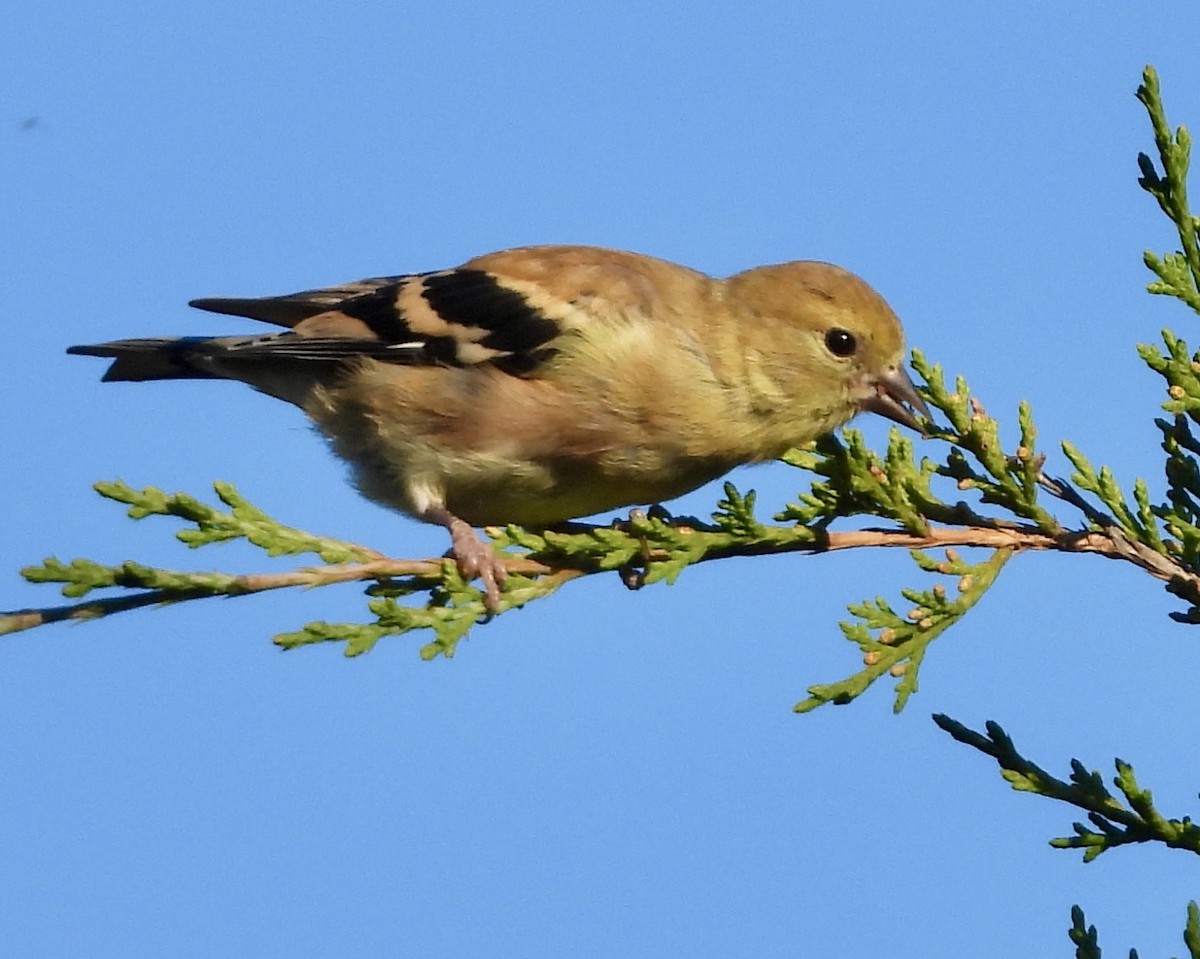 American Goldfinch - ML642890442