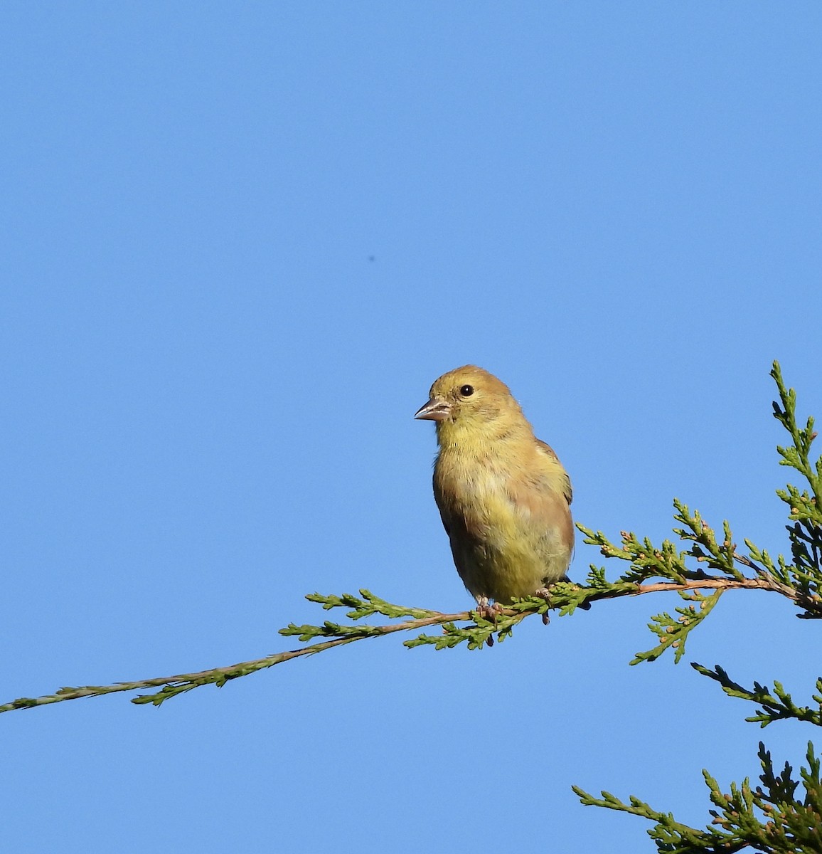 American Goldfinch - ML642890443