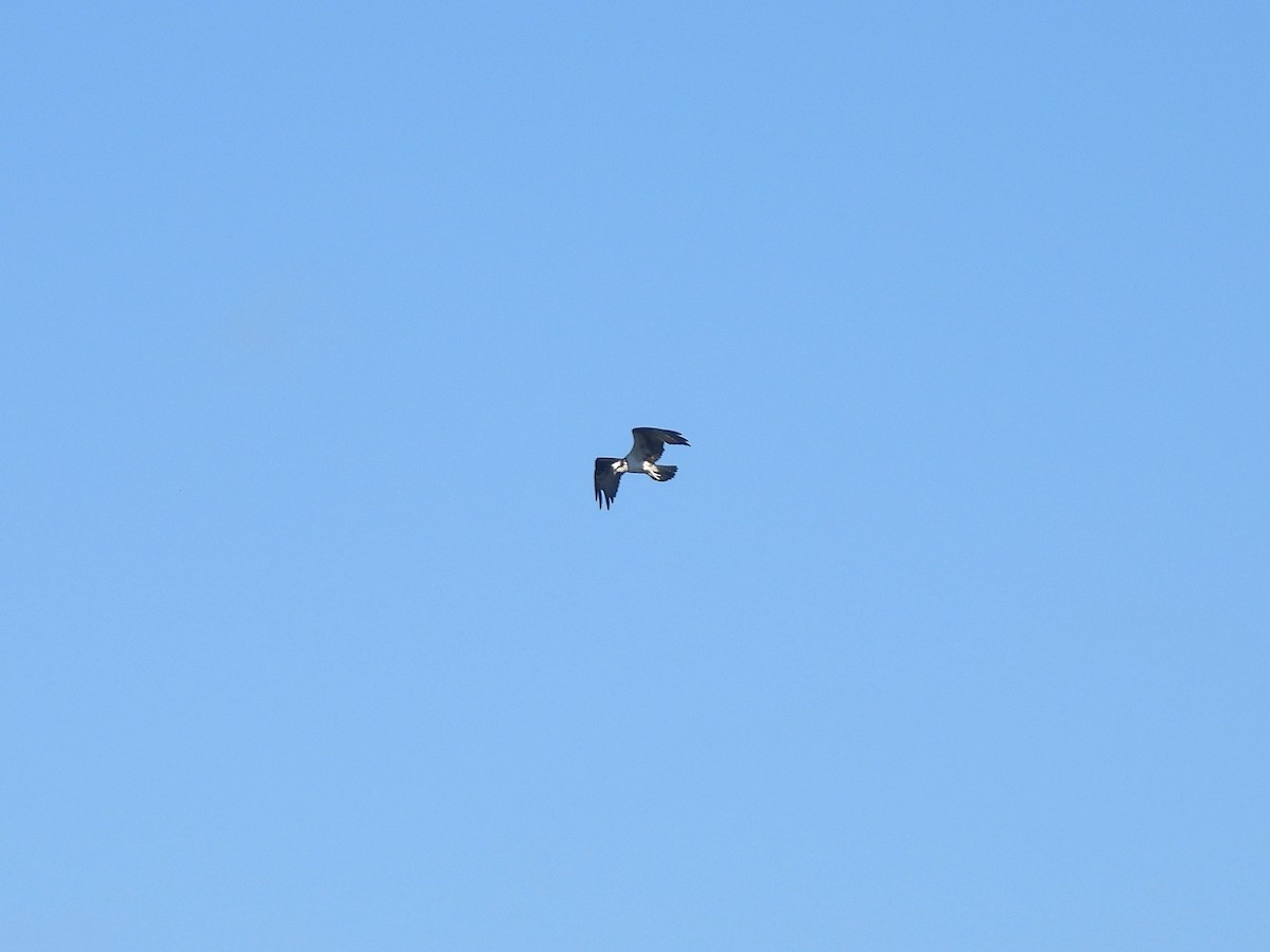 Osprey - ML642890444