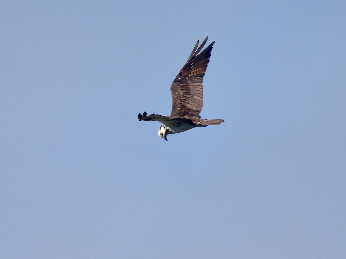 Osprey - ML642890446