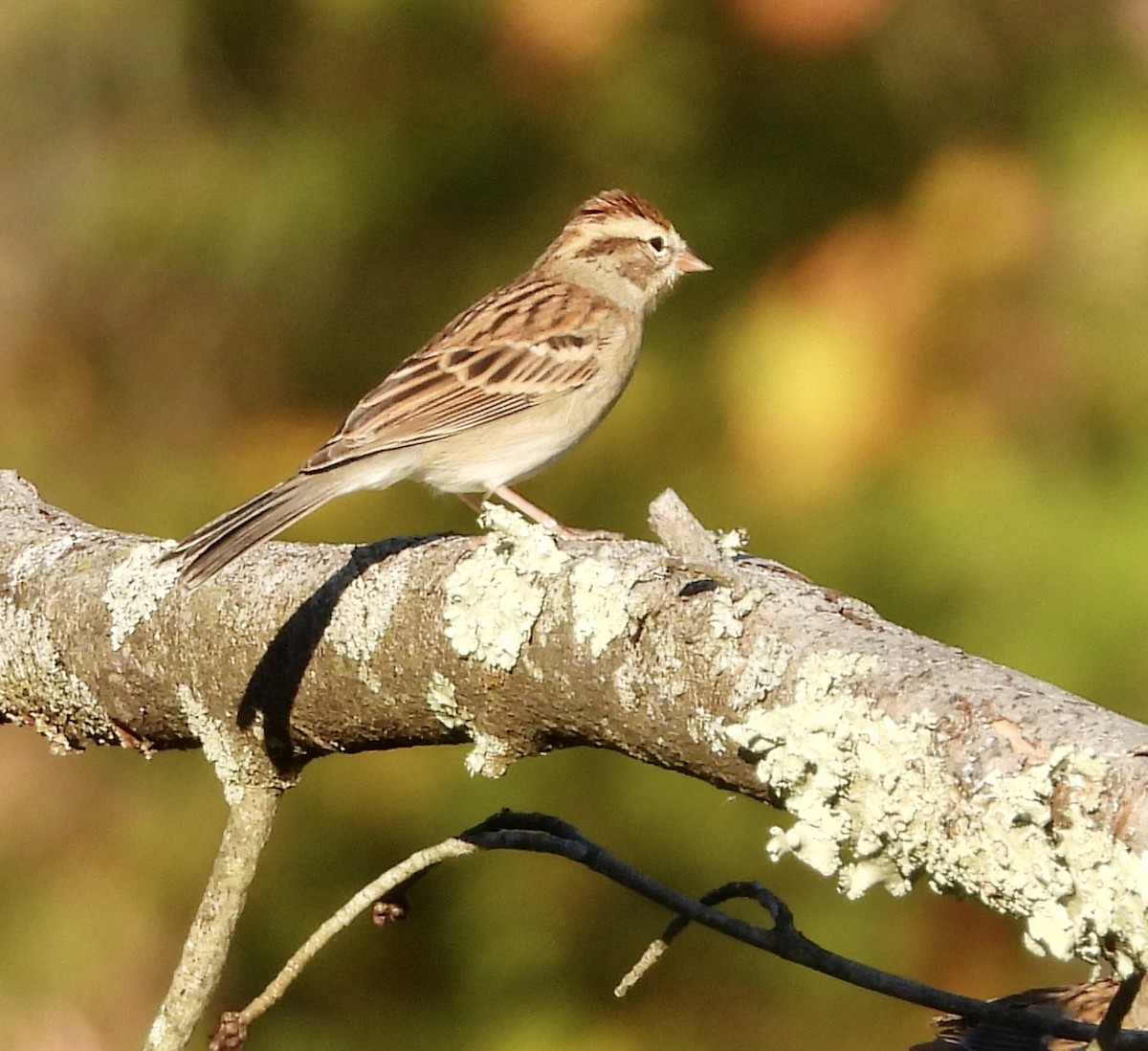 Chipping Sparrow - ML642890448